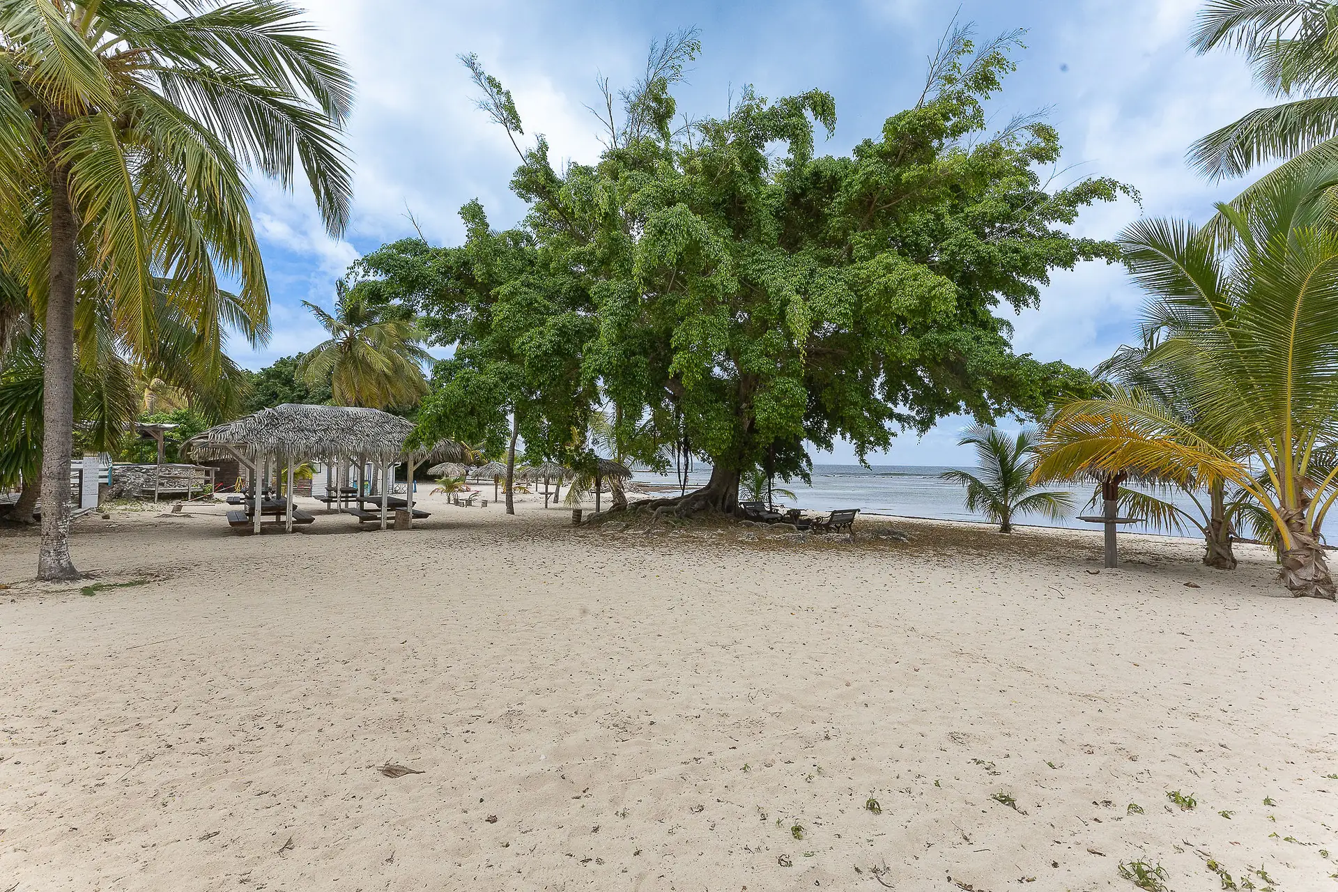 Palm-lined tropical beach at Anse des Rochers
